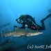 shark_tiger_sand_atlas_h_0178_nca0384.jpg